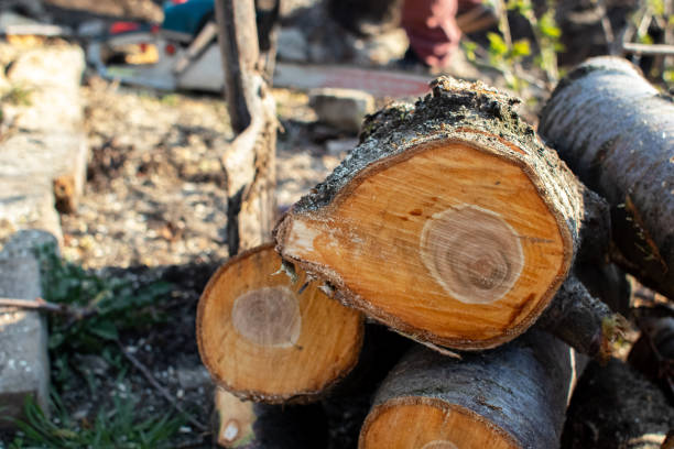 Best Firewood Processing and Delivery  in South Whittier, CA