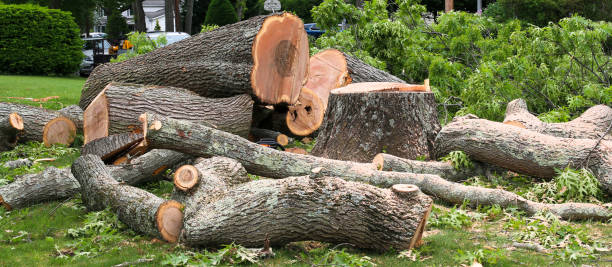 Best Hazardous Tree Removal  in South Whittier, CA