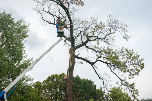 Best Palm Tree Trimming  in South Whittier, CA