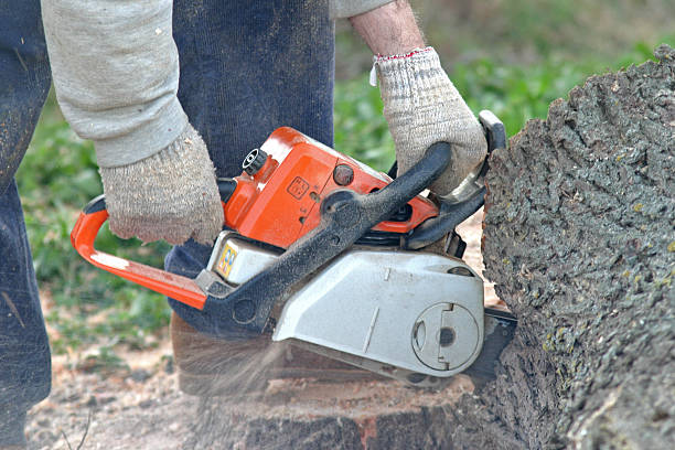 Best Stump Grinding and Removal  in South Whittier, CA