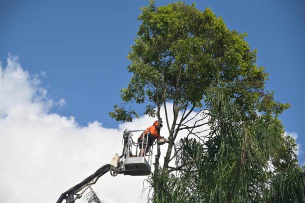 Lawn Watering Services in South Whittier, CA