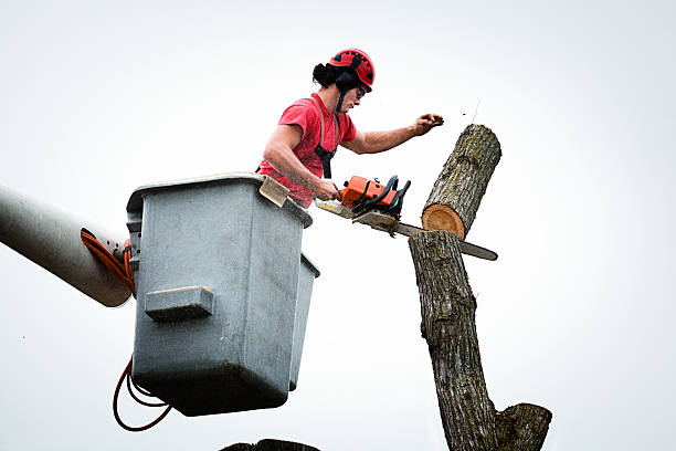 Best Root Management and Removal  in South Whittier, CA