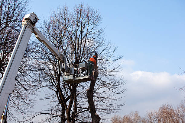 Best Arborist Consultation Services  in South Whittier, CA