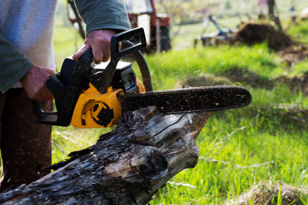 Trusted South Whittier, CA Tree Care Experts