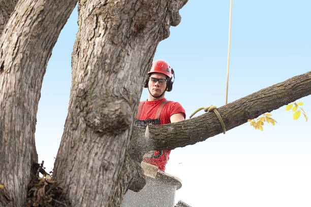 How Our Tree Care Process Works  in  South Whittier, CA
